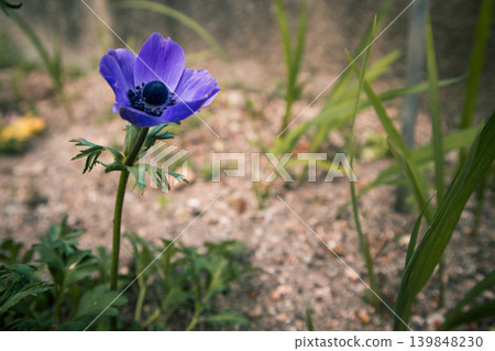 Single blue anemone flower blooming in a spring garden. Concept of quiet botany, natural minimalism, and spring serenity. Delicate petals with soft bokeh background and organic garden textures. Single blue anemone flower blooming in a spring garden. Concept of quiet botany, natural minimalism, and spring serenity. Delicate petals with soft bokeh background and organic garden textures. 139848230