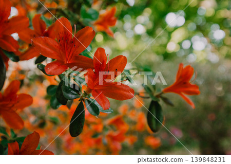 Vibrant red azalea bushes blooming in a classic garden. Concept of floral abundance, spring renewal, landscape design. Beautiful rhododendron flowers, Vibrant red azalea bushes blooming in a classic garden. Concept of floral abundance, spring renewal, landscape design. Beautiful rhododendron flowers, 139848231