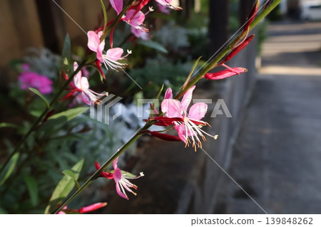 Dwarf Gaura bathed in the morning sun Dwarf Gaura bathed in the morning sun 139848262