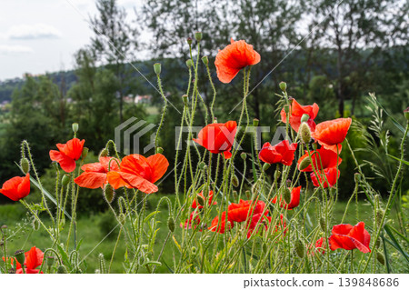 Bright red corn poppies blooming in a vibrant green landscape under a clear sky during a sunny day in springtime Bright red corn poppies blooming in a vibrant green landscape under a clear sky during a sunny day in springtime 139848686