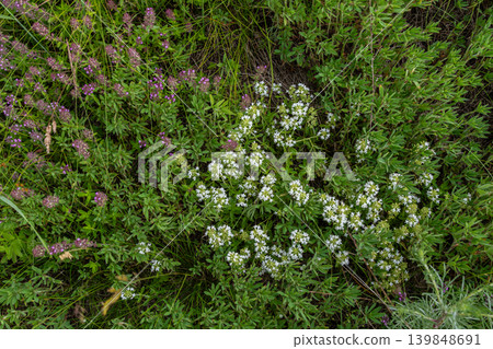 White wild thyme blooms among lush green foliage in a natural meadow habitat during springtime White wild thyme blooms among lush green foliage in a natural meadow habitat during springtime 139848691