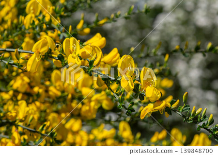 Bright yellow flowers of Scotch Broom bloom in spring sunlight creating a vibrant natural display in a garden setting Bright yellow flowers of Scotch Broom bloom in spring sunlight creating a vibrant natural display in a garden setting 139848700