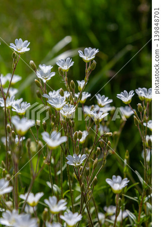 Stellaria holostea blooms in a lush green habitat showcasing its delicate white flowers under bright sunlight Stellaria holostea blooms in a lush green habitat showcasing its delicate white flowers under bright sunlight 139848701