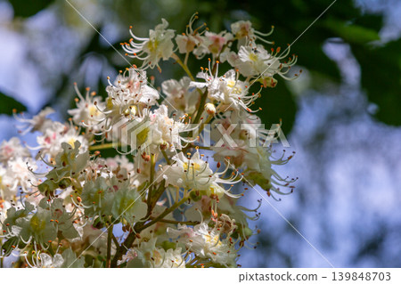 Beautiful inflorescences of Aesculus hippocastanum blooming in spring sunlight showcasing the delicate white flowers and lush green leaves Beautiful inflorescences of Aesculus hippocastanum blooming in spring sunlight showcasing the delicate white flowers and lush green leaves 139848703
