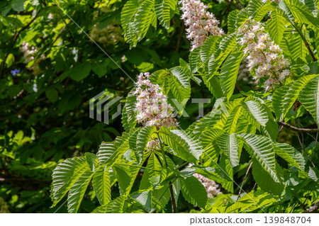 Blossoming horse chestnut tree showcases vibrant white flowers and lush green foliage in springtime sunlight 139848704