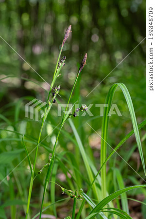 Dark spikelets of perennial sedge growing in lush wet meadows during the warm season in a vibrant natural habitat Dark spikelets of perennial sedge growing in lush wet meadows during the warm season in a vibrant natural habitat 139848709