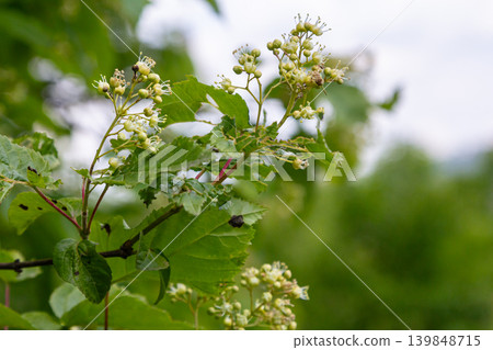 Clusters of greenish-white flowers of Acer tataricum blooming on a Tatarian Maple in spring near wooded area 139848715