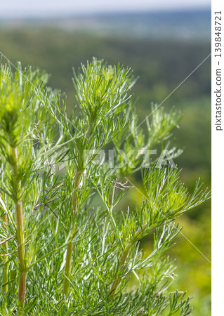 Exploring the aromatic qualities of Artemisia absinthium in a natural habitat filled with vibrant greenery and distant landscapes Exploring the aromatic qualities of Artemisia absinthium in a natural habitat filled with vibrant greenery and distant landscapes 139848721
