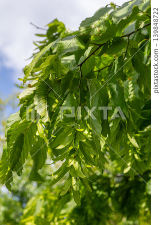European hornbeam tree with textured leaves and winged fruits under blue sky in a vibrant garden setting during late spring European hornbeam tree with textured leaves and winged fruits under blue sky in a vibrant garden setting during late spring 139848722