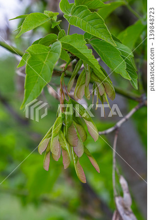 Fast-growing Box Elder tree with green and reddish samaras and pinnate leaves thriving in a lush green environment during springtime Fast-growing Box Elder tree with green and reddish samaras and pinnate leaves thriving in a lush green environment during springtime 139848723