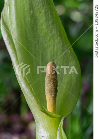 Cuckoo pint or lords-and-ladies plant displaying striking inflorescence in vibrant green foliage during spring bloom in a natural woodland setting Cuckoo pint or lords-and-ladies plant displaying striking inflorescence in vibrant green foliage during spring bloom in a natural woodland setting 139848729
