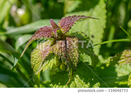 Flowering Lamium purpureum showcases vibrant purple blossoms amidst lush green foliage in early spring Flowering Lamium purpureum showcases vibrant purple blossoms amidst lush green foliage in early spring 139848733