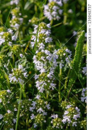Fragrant wild thyme blooms in a lush green meadow during the warm afternoon sunlight showcasing delicate white flowers and small leaves Fragrant wild thyme blooms in a lush green meadow during the warm afternoon sunlight showcasing delicate white flowers and small leaves 139848737