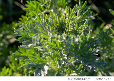 Wormwood plant exhibits pinnate grey-green leaves and small yellow flowers in a sunny garden releasing a strong aroma that attracts pollinators 139848738
