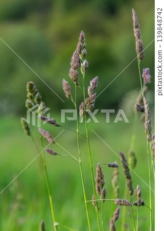 Orchard grass showcases dense flower clusters in a lush green landscape during late spring Orchard grass showcases dense flower clusters in a lush green landscape during late spring 139848742