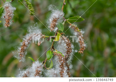 Fluffy catkins of Salix alba near water during spring with vibrant green foliage in the background Fluffy catkins of Salix alba near water during spring with vibrant green foliage in the background 139848749
