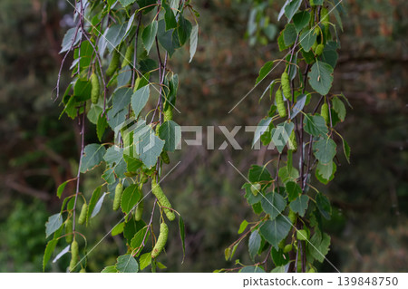 Silver Birch tree displaying drooping branches and green leaves in a natural setting during late spring showcasing new growth and vitality Silver Birch tree displaying drooping branches and green leaves in a natural setting during late spring showcasing new growth and vitality 139848750