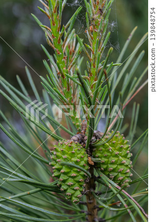 Scots Pine branches featuring long needles and developing green cones in a lush forest environment during late spring 139848754