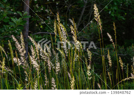 Stands of Calamagrostis epigejos swaying in the breeze amidst lush greenery during late afternoon in a serene natural habitat 139848762