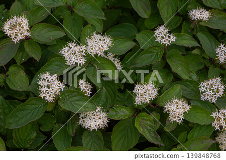 Common dogwood shrub displaying clusters of white flowers among lush green leaves in a garden setting during springtime Common dogwood shrub displaying clusters of white flowers among lush green leaves in a garden setting during springtime 139848768