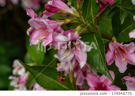Weigela florida blooms attract pollinators with vibrant pink flowers in a garden setting benefiting from early spring sunlight Weigela florida blooms attract pollinators with vibrant pink flowers in a garden setting benefiting from early spring sunlight 139848770