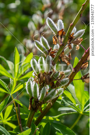 Large-leaved lupine blooms prominently with tall purple spikes amidst lush green foliage in a vibrant garden setting Large-leaved lupine blooms prominently with tall purple spikes amidst lush green foliage in a vibrant garden setting 139848777