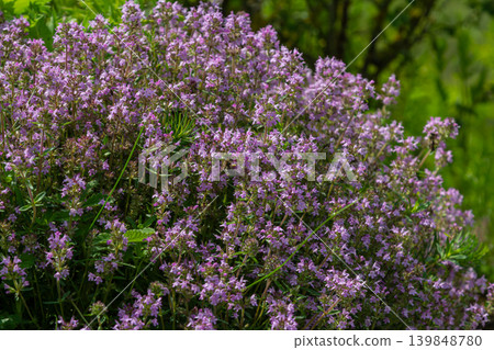 Colorful display of wild thyme blooms in a lush garden setting during springtime Colorful display of wild thyme blooms in a lush garden setting during springtime 139848780