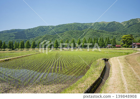 A tranquil rural landscape of Oku-Biwako, lined with Metasequoia trees, Makino-cho, Takashima City, Shiga Prefecture. 139848908