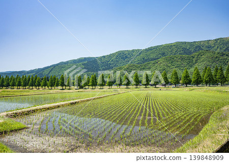 A tranquil rural landscape of Oku-Biwako, lined with Metasequoia trees, Makino-cho, Takashima City, Shiga Prefecture. 139848909