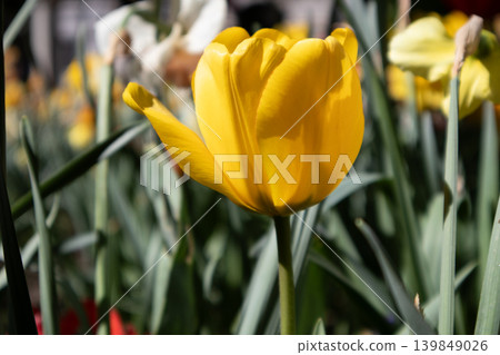 Vibrant yellow tulip blooming in a sunny spring garden. Concept of bio-optimism, regenerative wellness, and the joy of nature's renewal. High-contrast botanical aesthetic with soft bokeh. Vibrant yellow tulip blooming in a sunny spring garden. Concept of bio-optimism, regenerative wellness, and the joy of nature's renewal. High-contrast botanical aesthetic with soft bokeh. 139849026