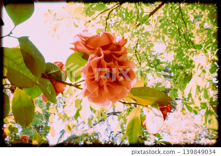 Sun-drenched red camellia flowers blooming in a lush spring garden. Concept of solar vitality, natural warmth, and botanical beauty. Dreamy mood. Sun-drenched red camellia flowers blooming in a lush spring garden. Concept of solar vitality, natural warmth, and botanical beauty. Dreamy mood. 139849034