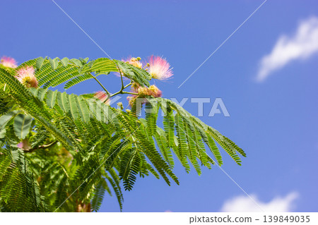 Blooming Persian silk tree branch against a clear blue sky with soft clouds. Exotic Albizia julibrissin flowers in bright sunlight. Concept of summer serenity, botanical beauty, and fresh air. 139849035