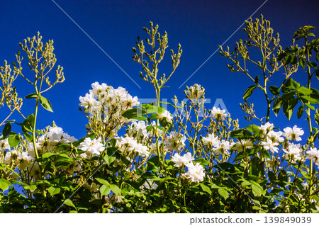 White wild roses blooming against a vibrant deep blue sky. High contrast natural background, summer floral aesthetic, and botanical purity. Concept of fresh air, bright sunlight, and organic beauty. White wild roses blooming against a vibrant deep blue sky. High contrast natural background, summer floral aesthetic, and botanical purity. Concept of fresh air, bright sunlight, and organic beauty. 139849039