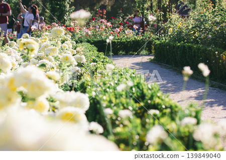 Sun-drenched public rose garden with blooming white roses and walking tourists. Concept of summer tourism, botanical park, and urban wellness. Beautiful landscape design in a historic city park. 139849040