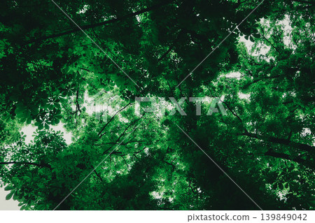 Low angle view of tall trees with vibrant young green leaves in spring. Concept of fresh air, forest therapy, and environmental purity. Looking up at lush canopy in a sunny park for serene vibes. Low angle view of tall trees with vibrant young green leaves in spring. Concept of fresh air, forest therapy, and environmental purity. Looking up at lush canopy in a sunny park for serene vibes. 139849042