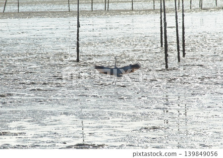 A heron landing on the tidal flats of the Ariake Sea. A heron landing on the tidal flats of the Ariake Sea. 139849056