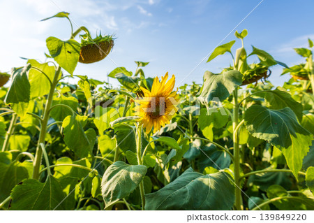 Sunflower blooms brightly in a large field filled with many sunflowers under a clear blue sky during warm summer day Sunflower blooms brightly in a large field filled with many sunflowers under a clear blue sky during warm summer day 139849220