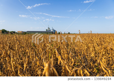 Soybean crops stand tall in a field while storage silos are seen in the distance under a blue sky with few clouds Soybean crops stand tall in a field while storage silos are seen in the distance under a blue sky with few clouds 139849284