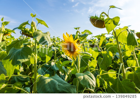 A sunflower stands tall in a field filled with green plants under a clear blue sky. The sun shines bright over the flowers 139849285
