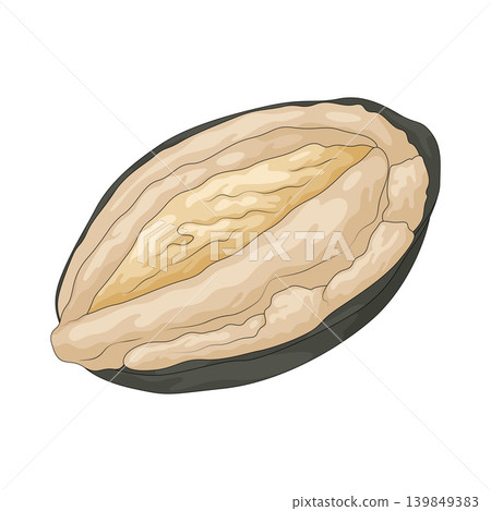 Illustration of abalone Illustration of abalone 139849383
