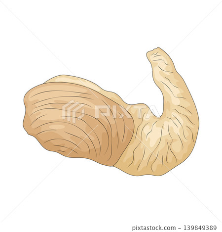 Illustration of geoduck Illustration of geoduck 139849389