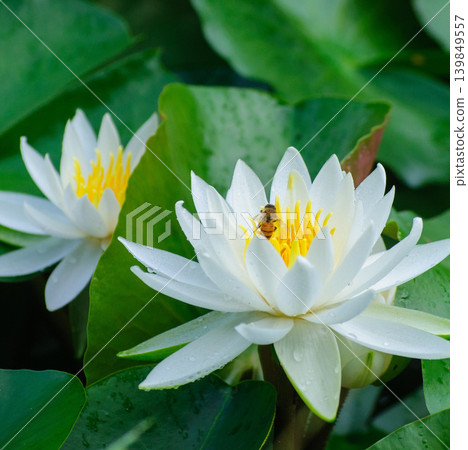 初夏時節,一隻蜜蜂棲息在白色睡蓮花和水生植物上。 初夏時節,一隻蜜蜂棲息在白色睡蓮花和水生植物上。 139849557