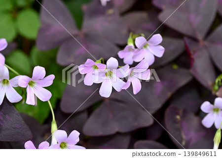 Oxalis Trian Grus 139849611