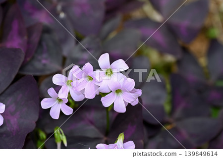 Oxalis Trian Grus Oxalis Trian Grus 139849614