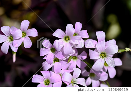 Oxalis Trian Grus Oxalis Trian Grus 139849619