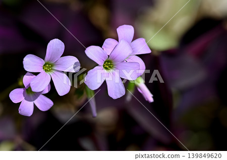 Oxalis Trian Grus Oxalis Trian Grus 139849620