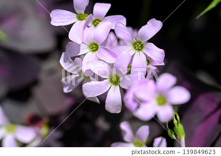 Oxalis Trian Grus Oxalis Trian Grus 139849623