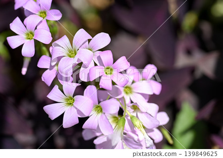 Oxalis Trian Grus Oxalis Trian Grus 139849625