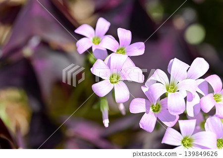 Oxalis Trian Grus Oxalis Trian Grus 139849626