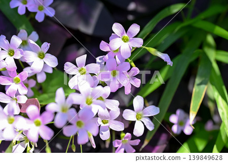 Oxalis Trian Grus Oxalis Trian Grus 139849628